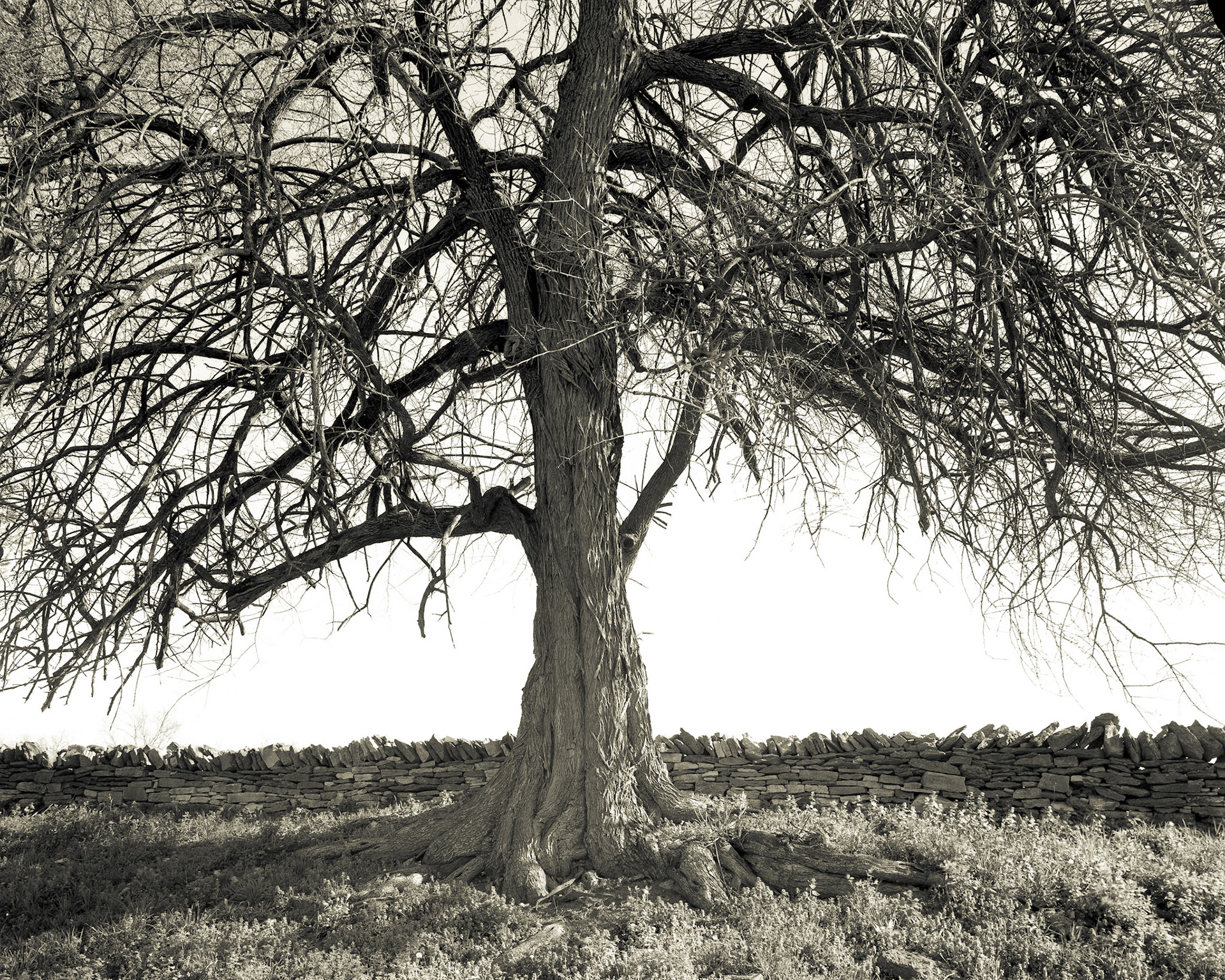 Shaker Village - Tree and Rock Fence. 1/4 sec. f32, 90mm.