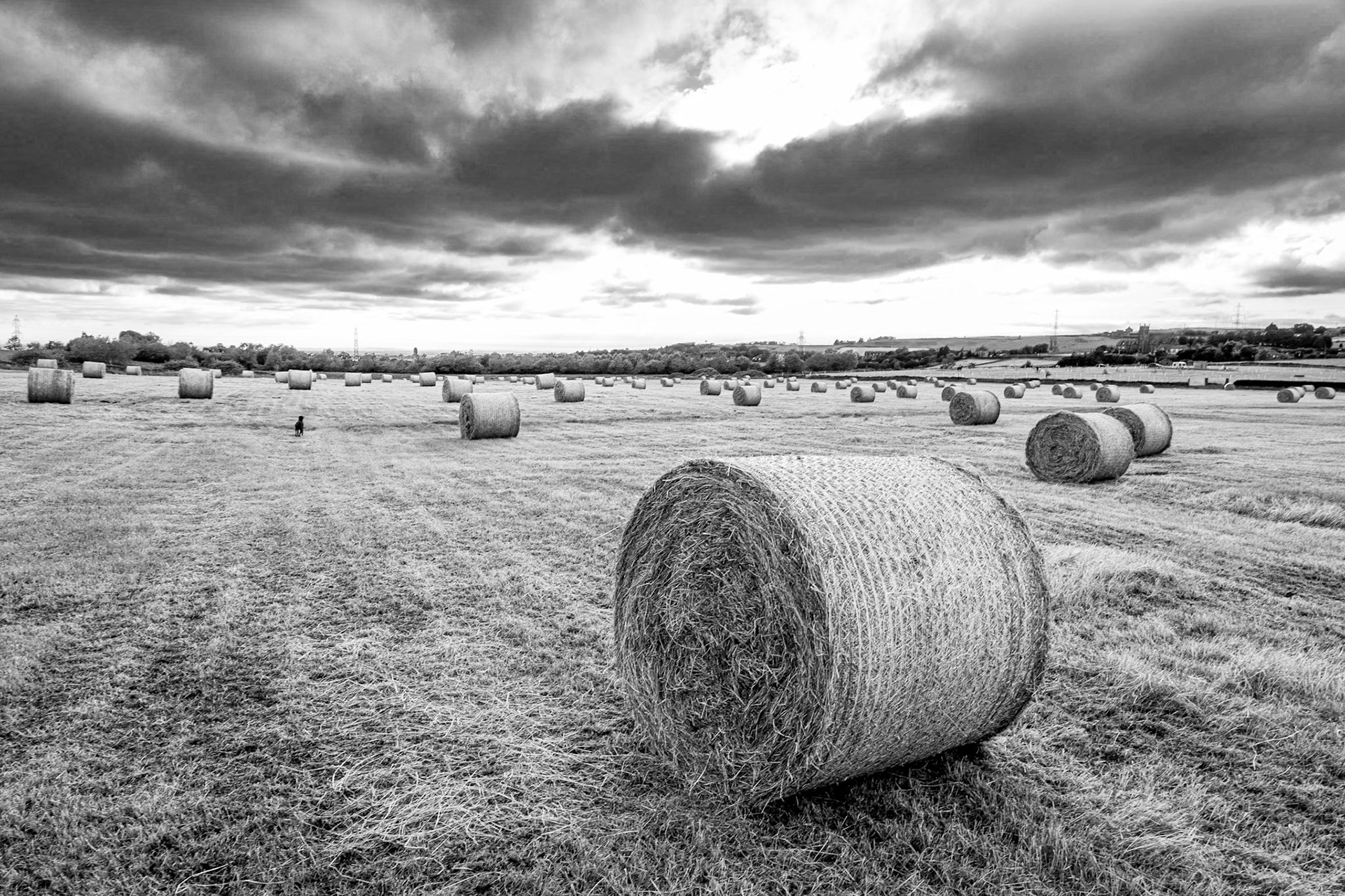 Hay bales