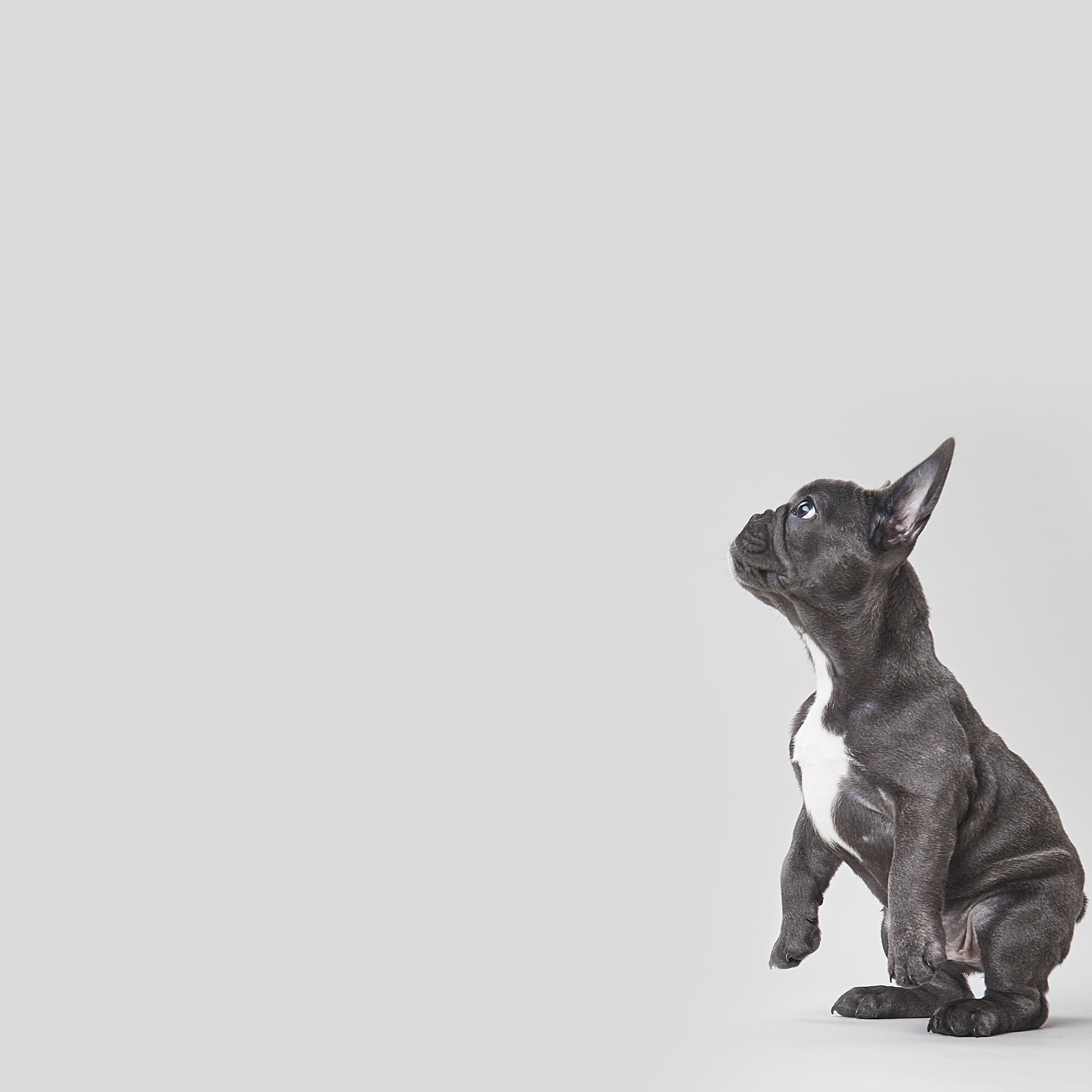 Ritchie Garrod Animals