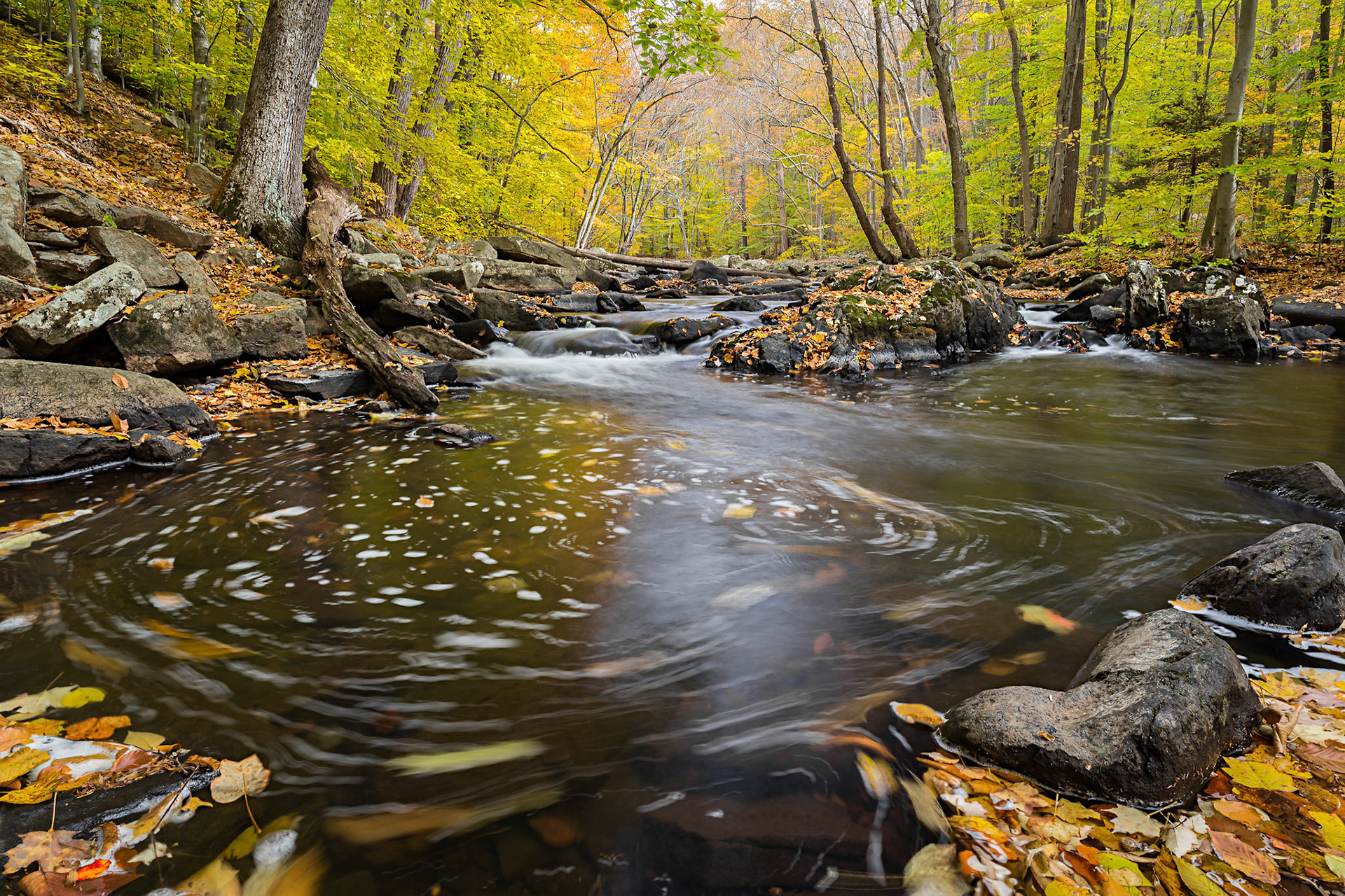Swirling Leaves - Hacklebarney State Park, New Jersey