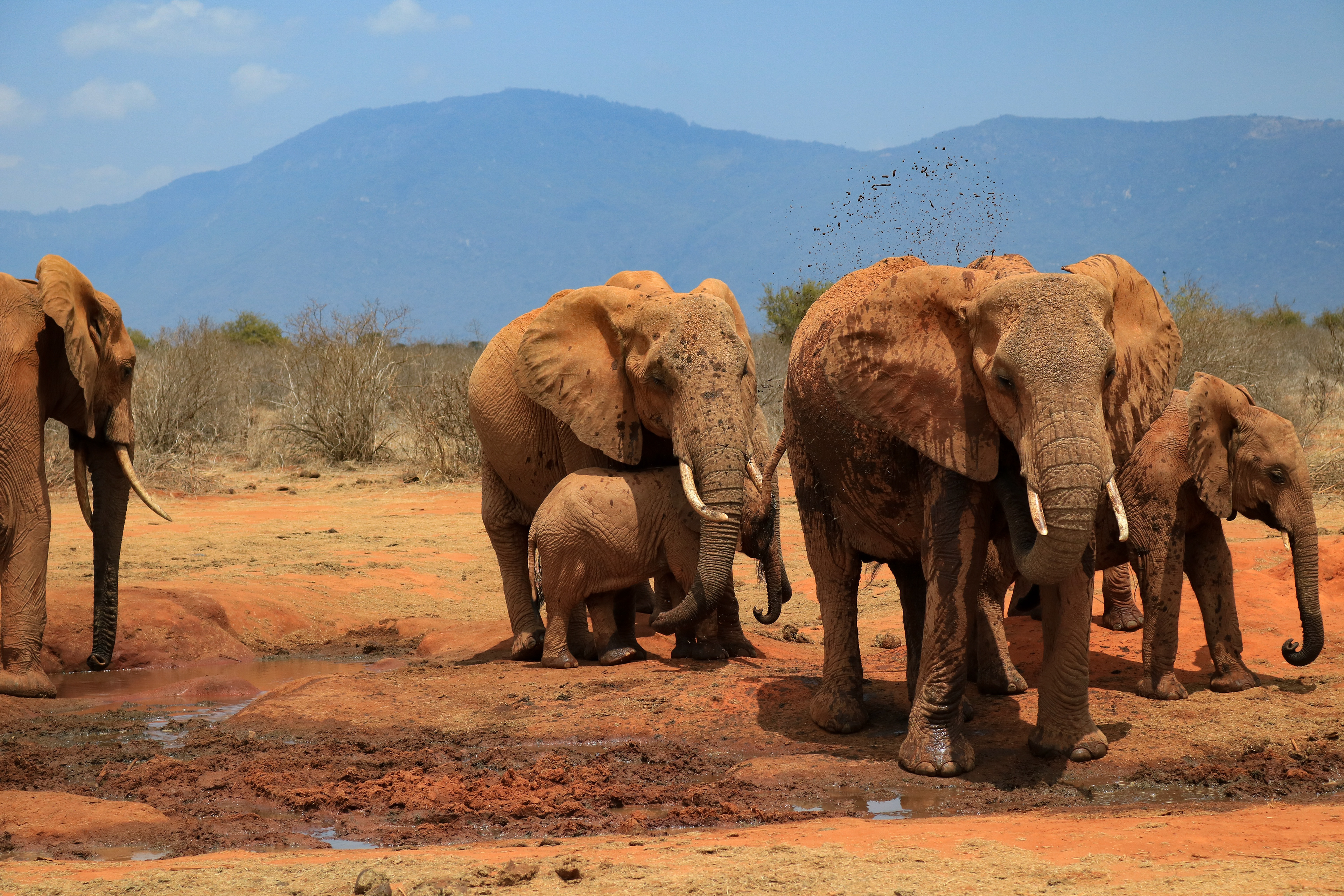 Tsavo East, Kenya