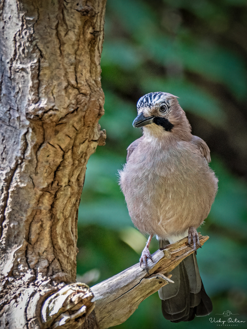 Jay