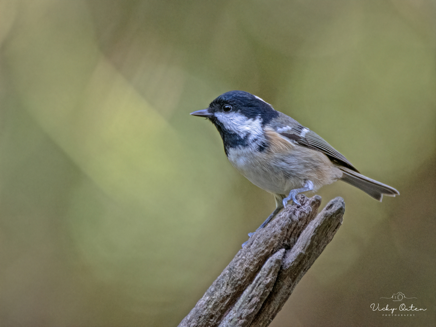 Coal tit