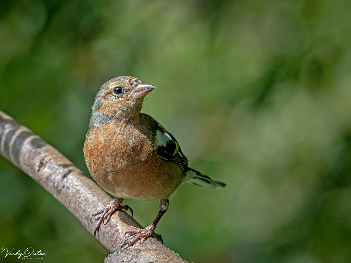 Vicky Outen - Finches