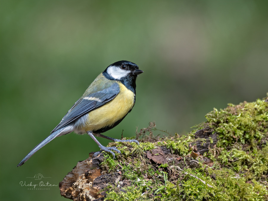 Great tit