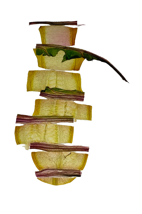 277MIghtFood