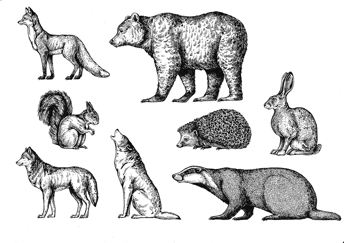 Медведь, лиса, волк, заяц, белка, еж, барсук