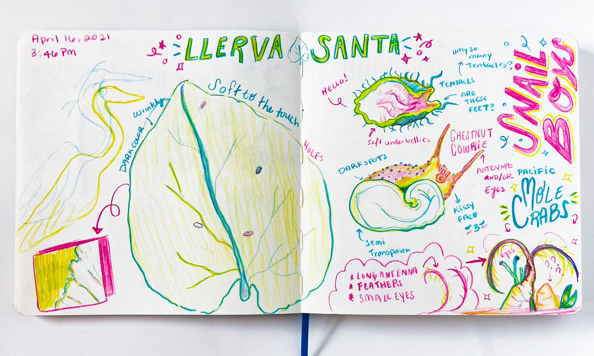 Nature Journaling on April 16, 2021