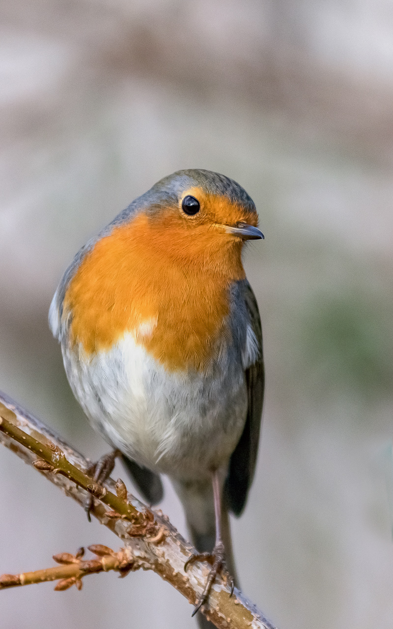 Rouge-Gorge