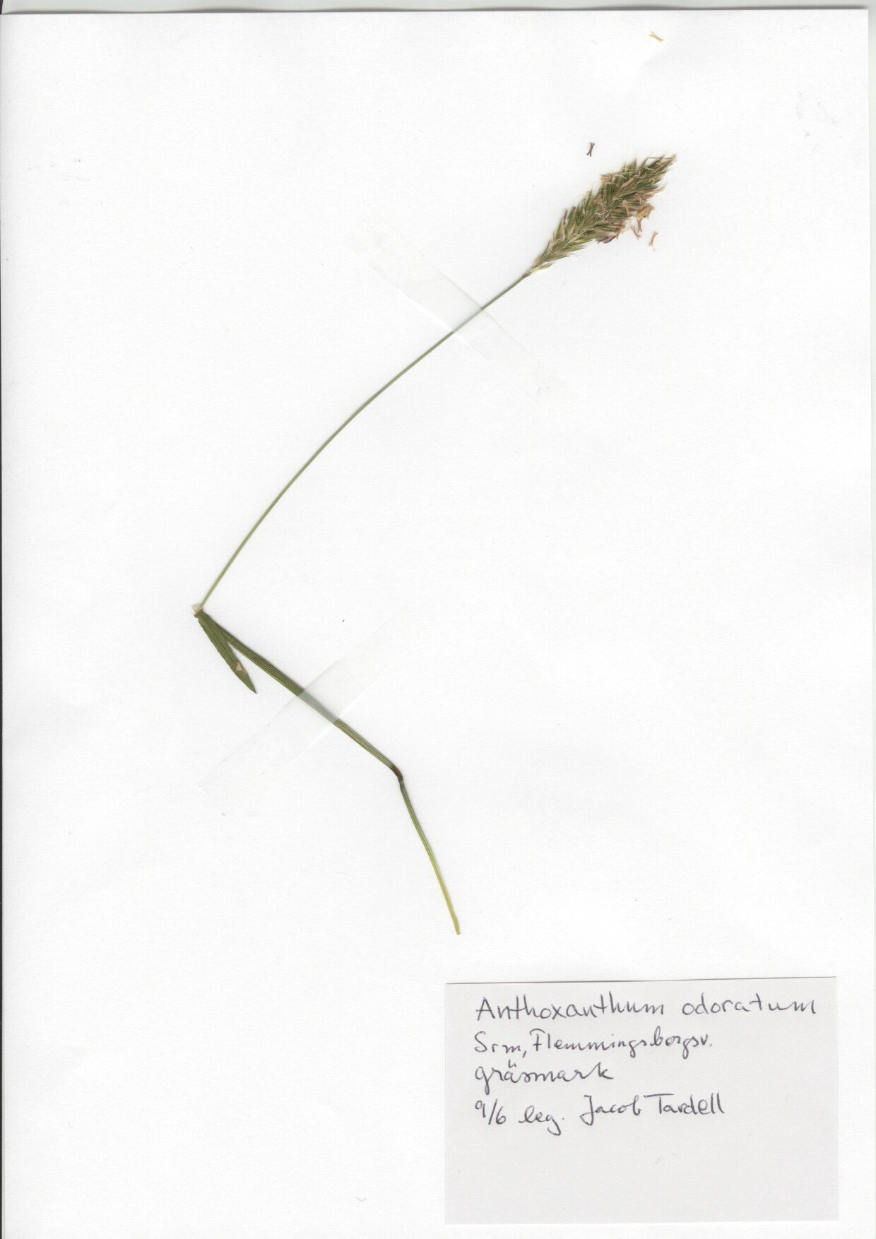Anthoxanthum odoratum