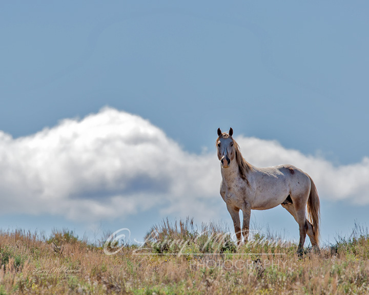 War Chief - Image #4176