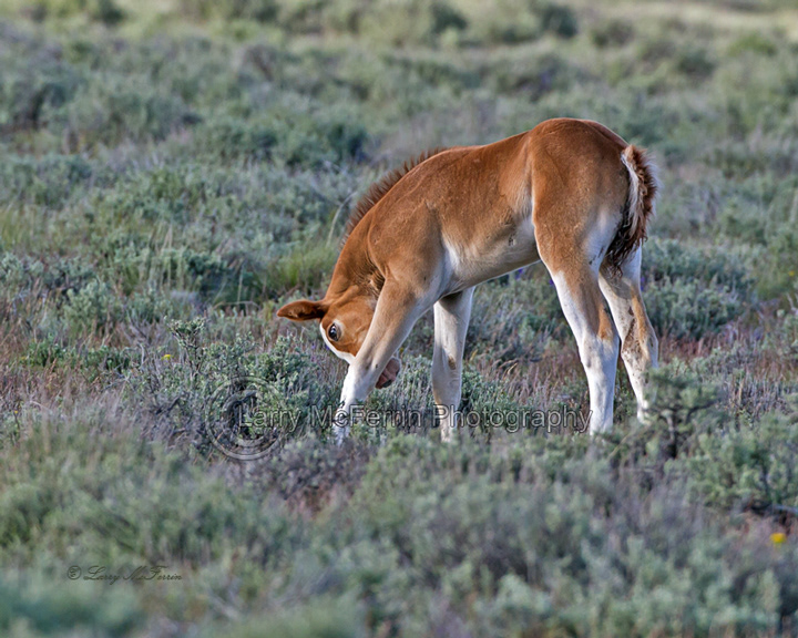 Palomino Buttes HMA, Oregon Foal - Image #8456