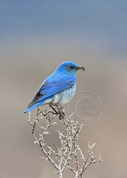 Mountain Bluebird - 9708 