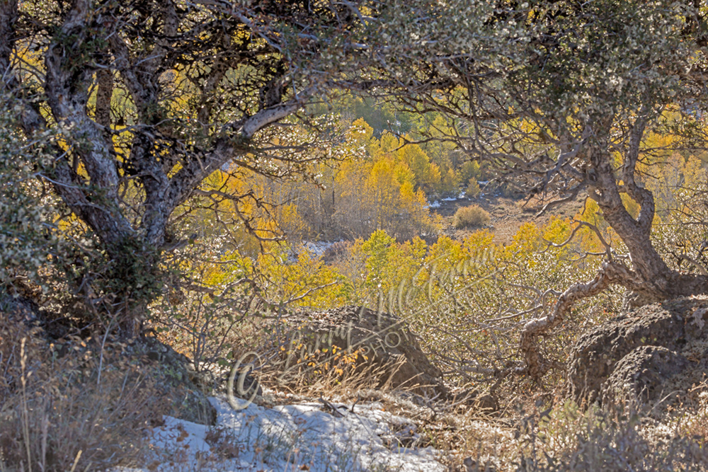 Fall Color, Steens Mountain, Oregon - Image #3138