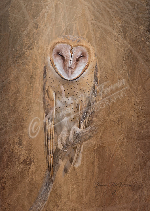 Barn Owl - Image 1356DA