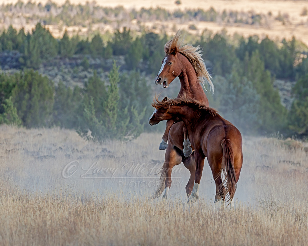 Coronus & Bachelor - S. Steens HMA Stallions - Image #2029