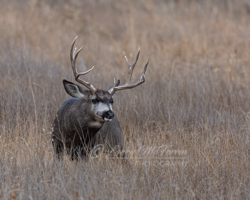 Mule Deer Buck - Image 6477
