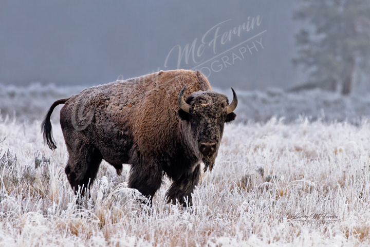 American Bison Bull - Image 4832
