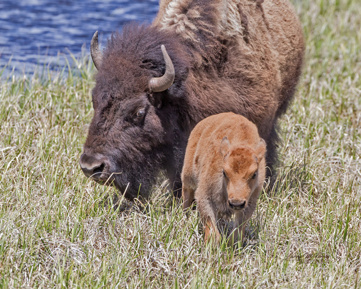 American Bison "Red Dog" - Image 0930