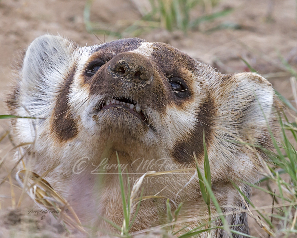 American Badger - Image 1388