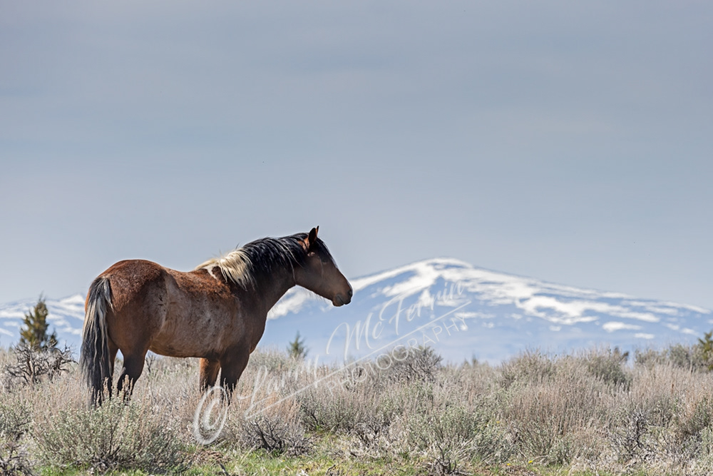 Apache - S. Steens HMA Geldings - Image #7070