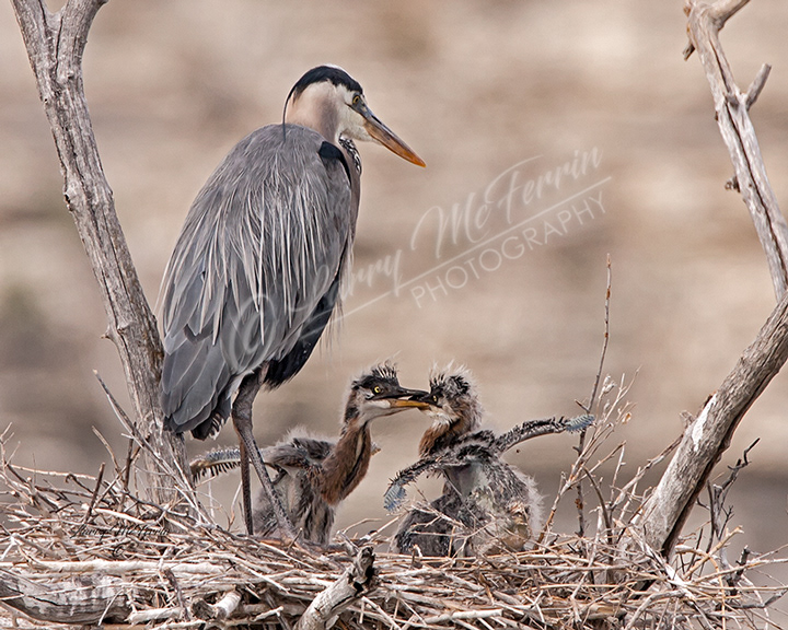 Great Blue Heron - Image 4761