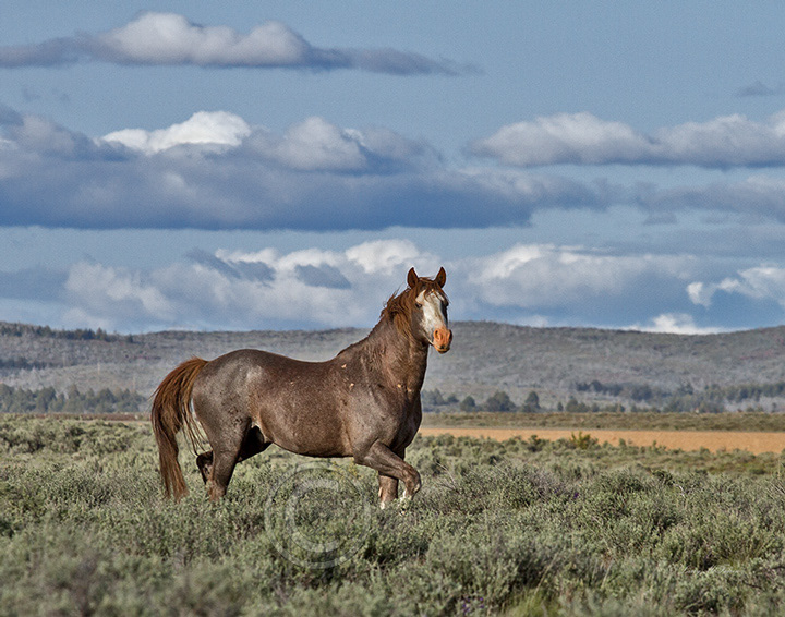 Palomino Buttes HMA, Oregon Stallion - Image #5659