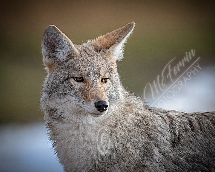 Coyote - Image 010