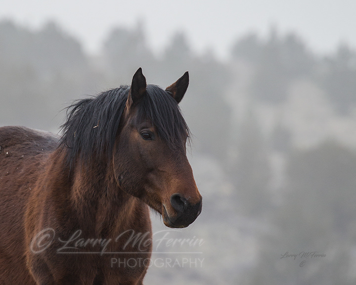 One Feather - S. Steens HMA Stallion - Image #3242