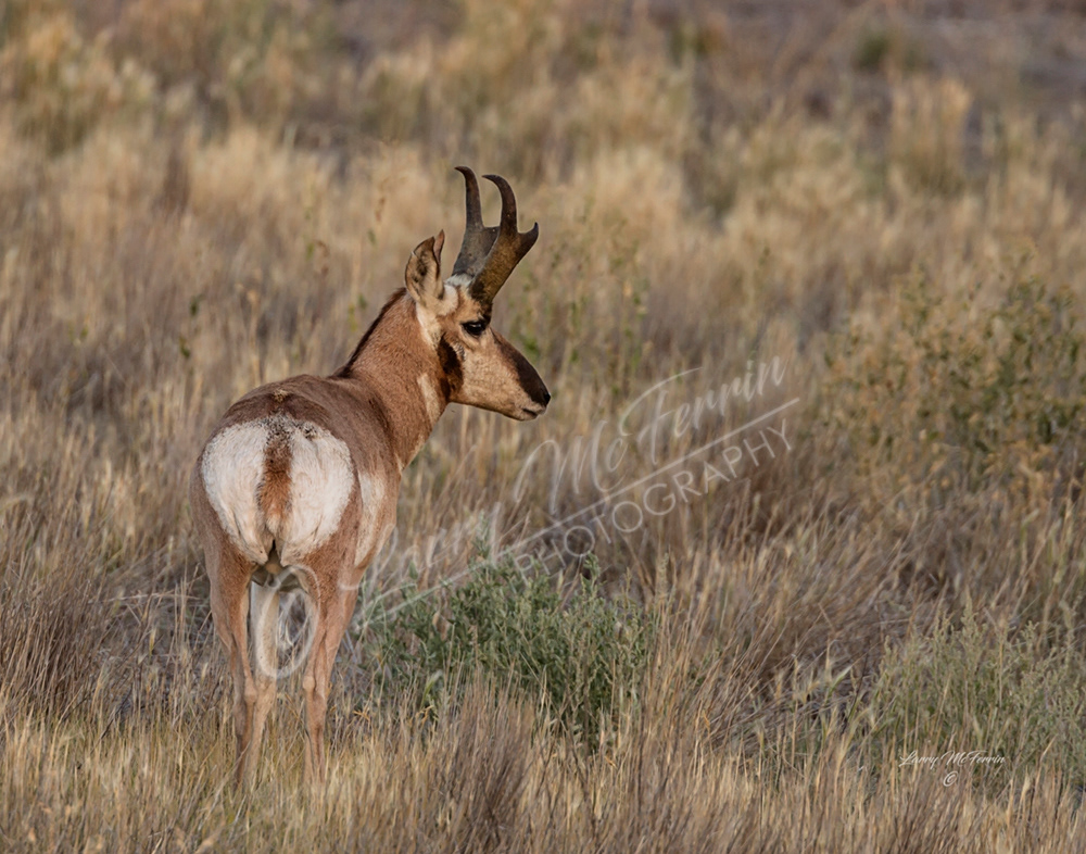 Pronghorn Buck - Image 0016