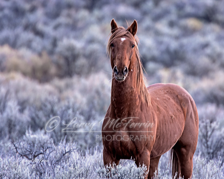 Bachelor - Warm Springs HMA, Oregon - Image #2870