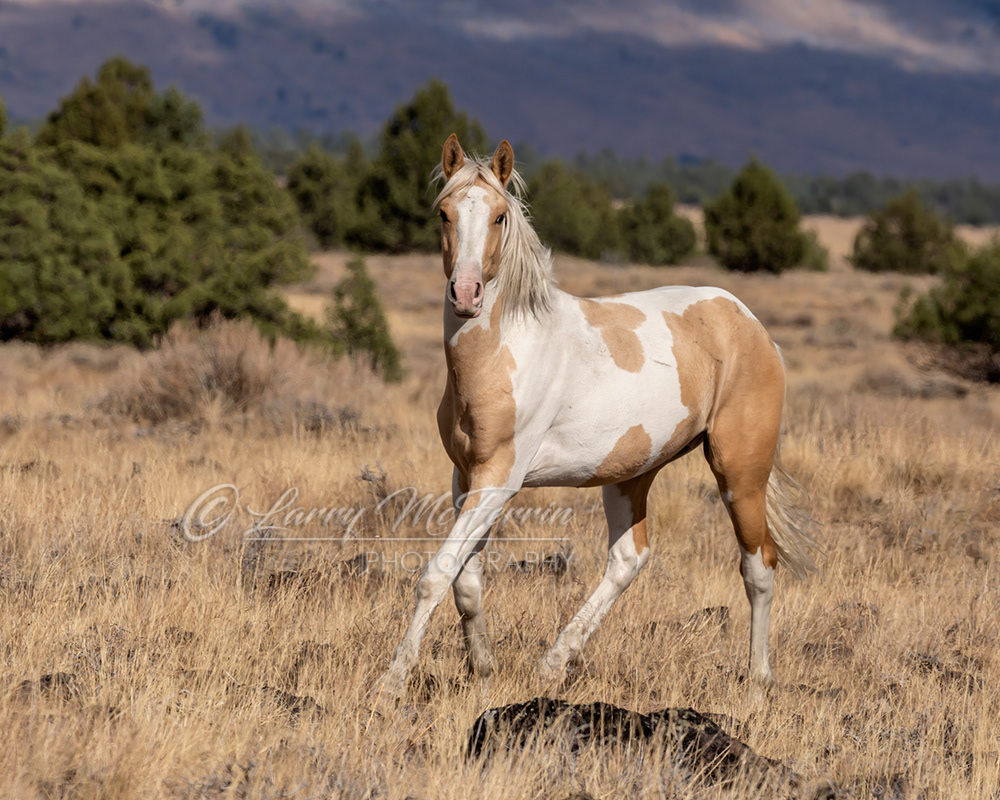 S. Steens HMA Colt - Image #1807