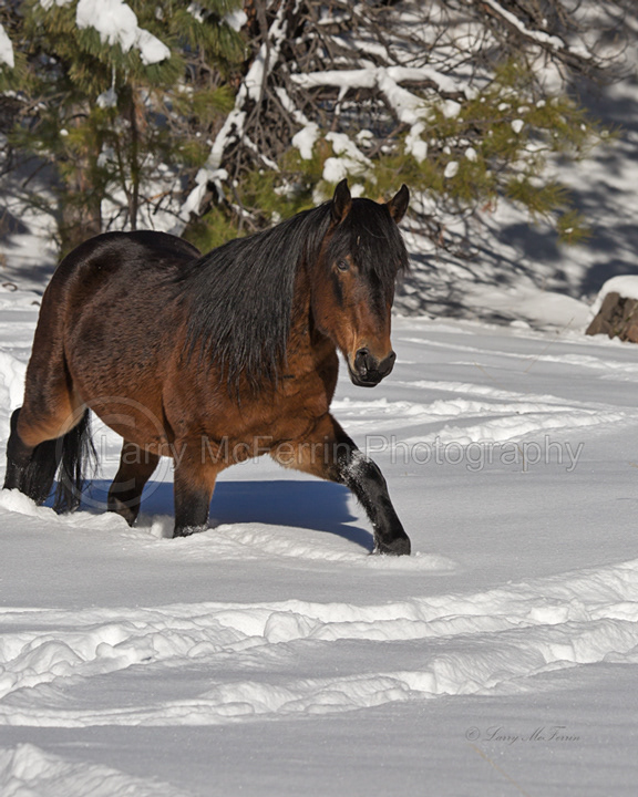 Big Summit Territory Wild Stallion - Image #0338