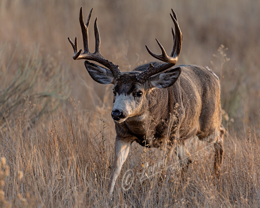 Mule Deer Buck - Image 6900