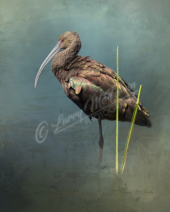 White-faced Ibis - Image 7704DA