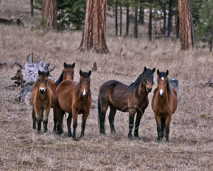 Big Summit Territory Wild Mustangs - Image #1530