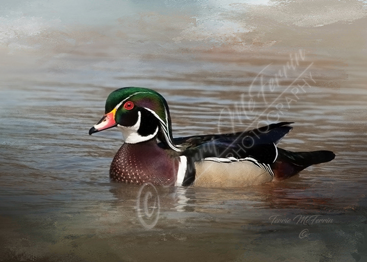 Wood Duck - Image 2484DA