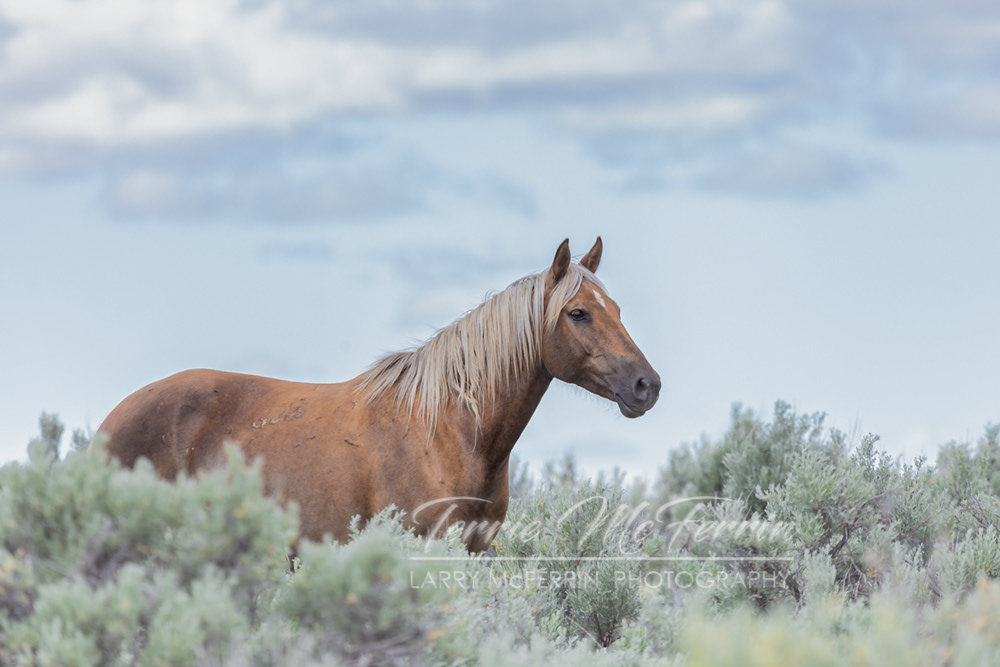 Aphrodite - S. Steens HMA Mare - Image #4754