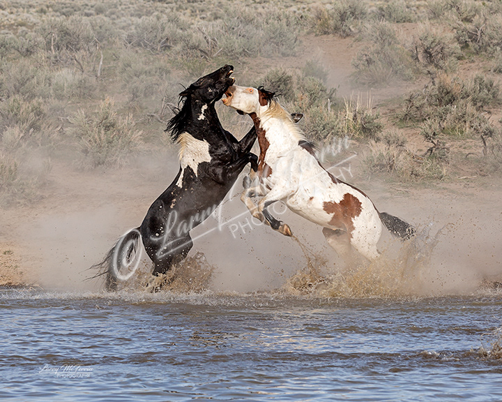 Mundoo & Shaman - S. Steens HMA Stallions - Image #4994