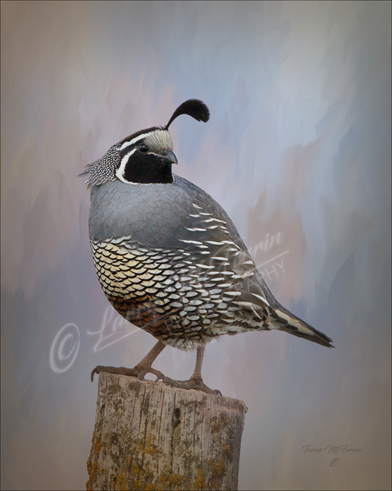 California Quail - Image 2137DA