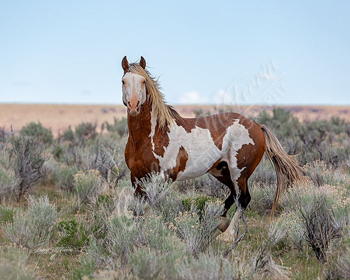 Majic - S. Steens HMA Stallion - Image #5394