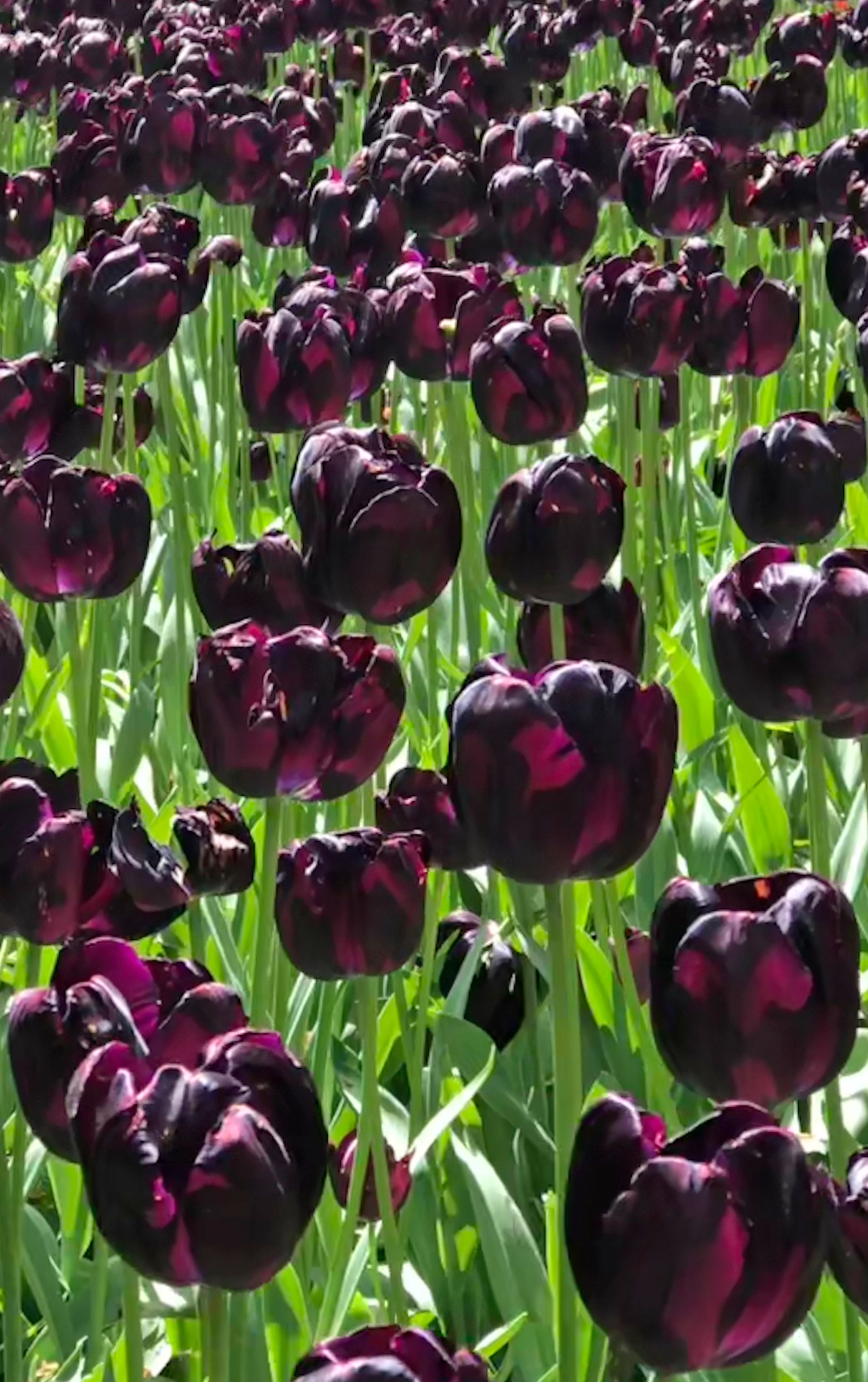 Keukenhof, Países Baixos, 2018