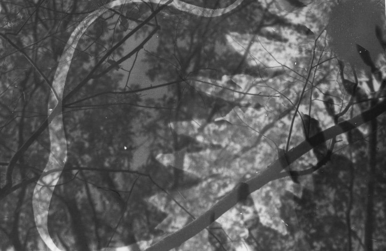 Untitled. Photogram Collage. Variable. 2020.