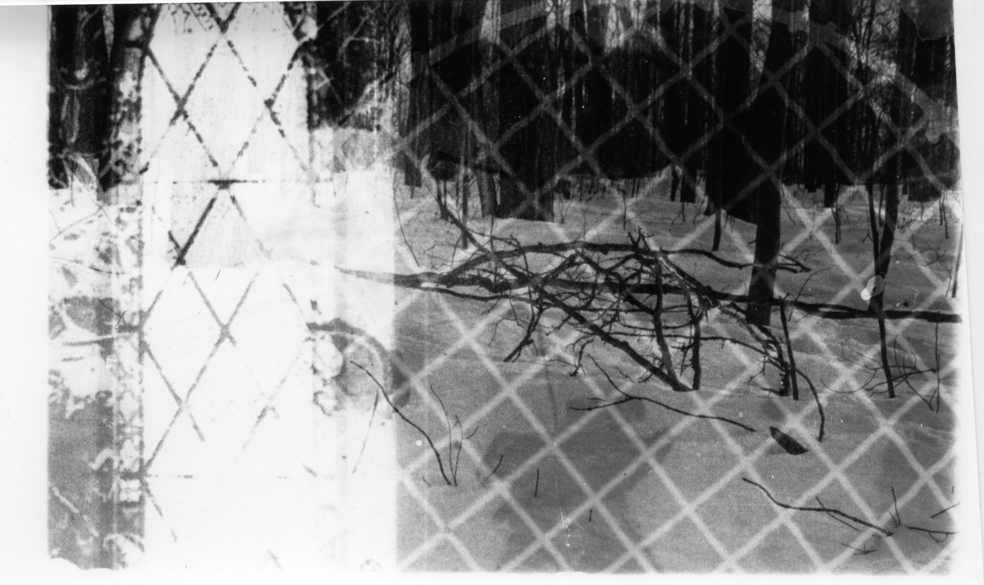 Untitled. Photogram Collage. Variable. 2020.
