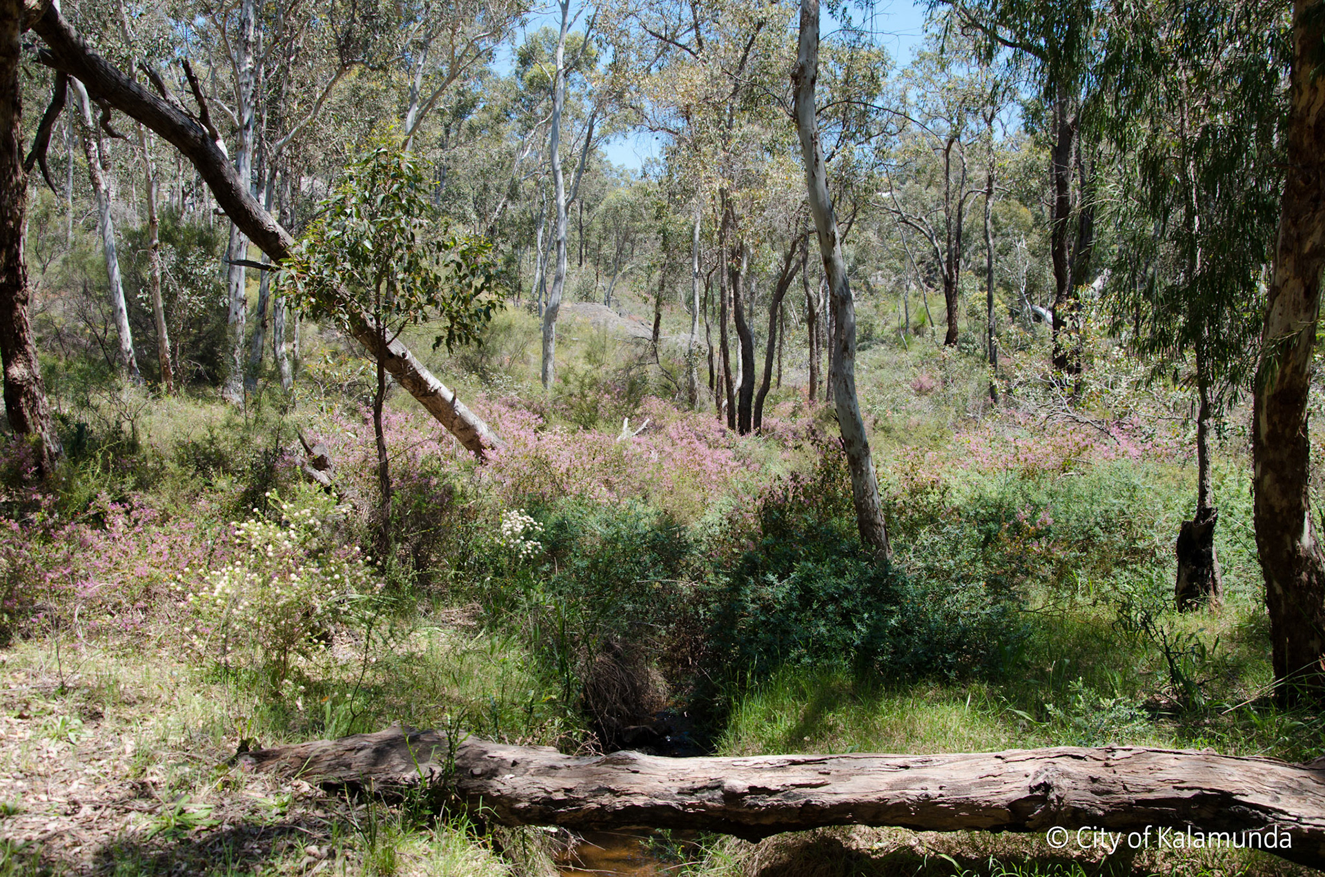Piesse Brook