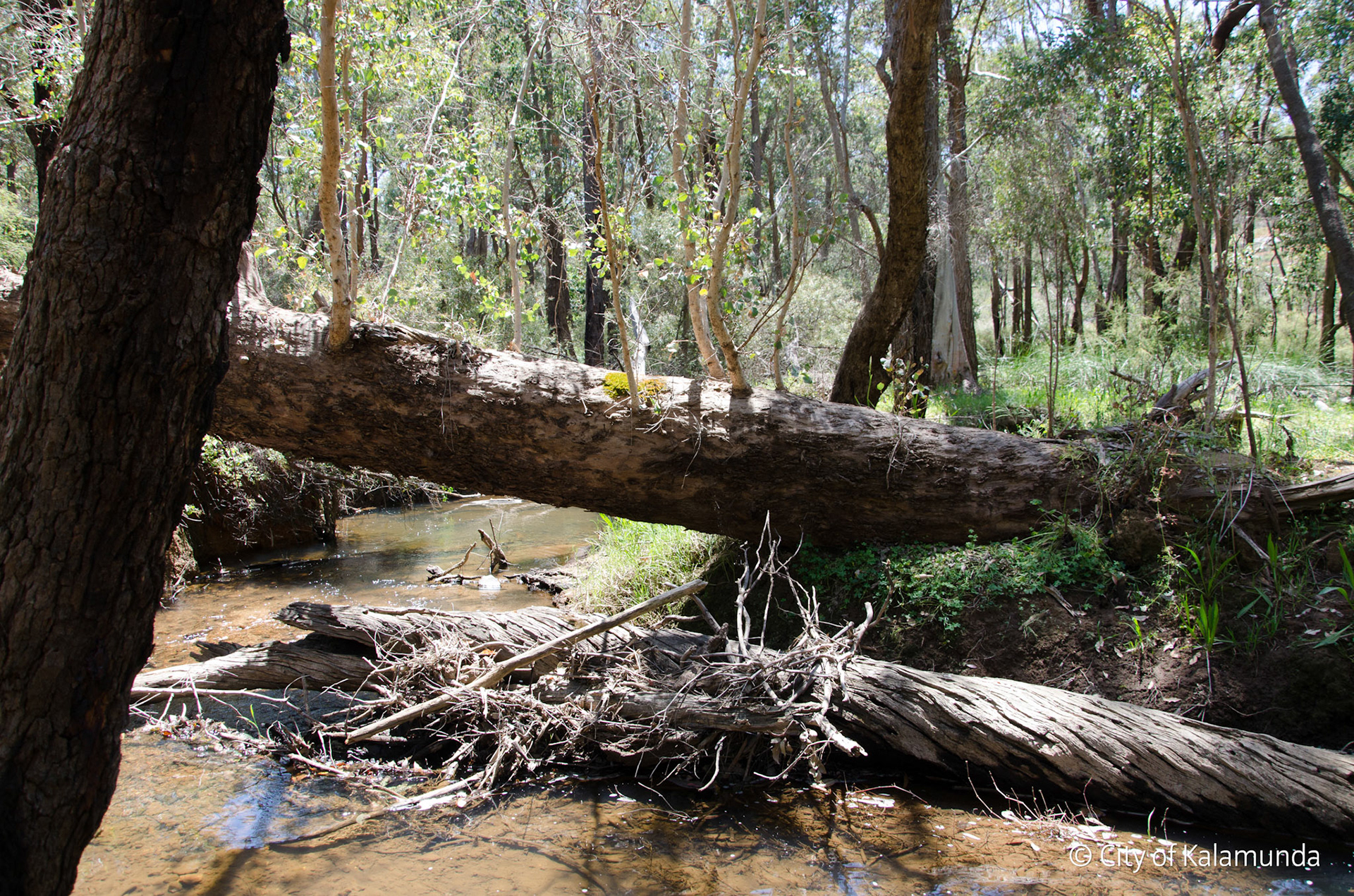 Piesse Brook