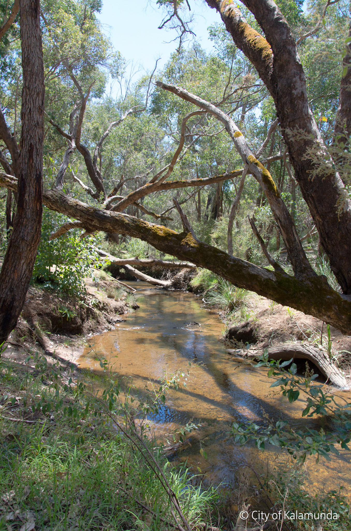 Piesse Brook