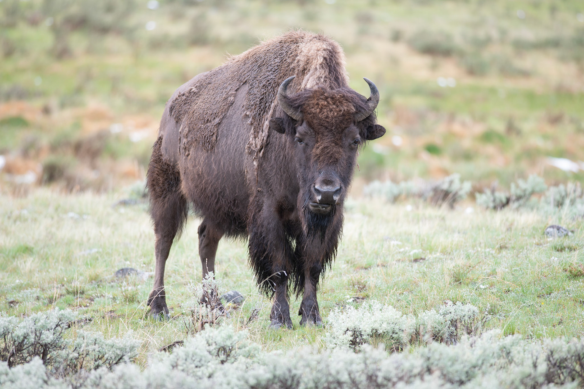 Lee Zook - Yellowstone