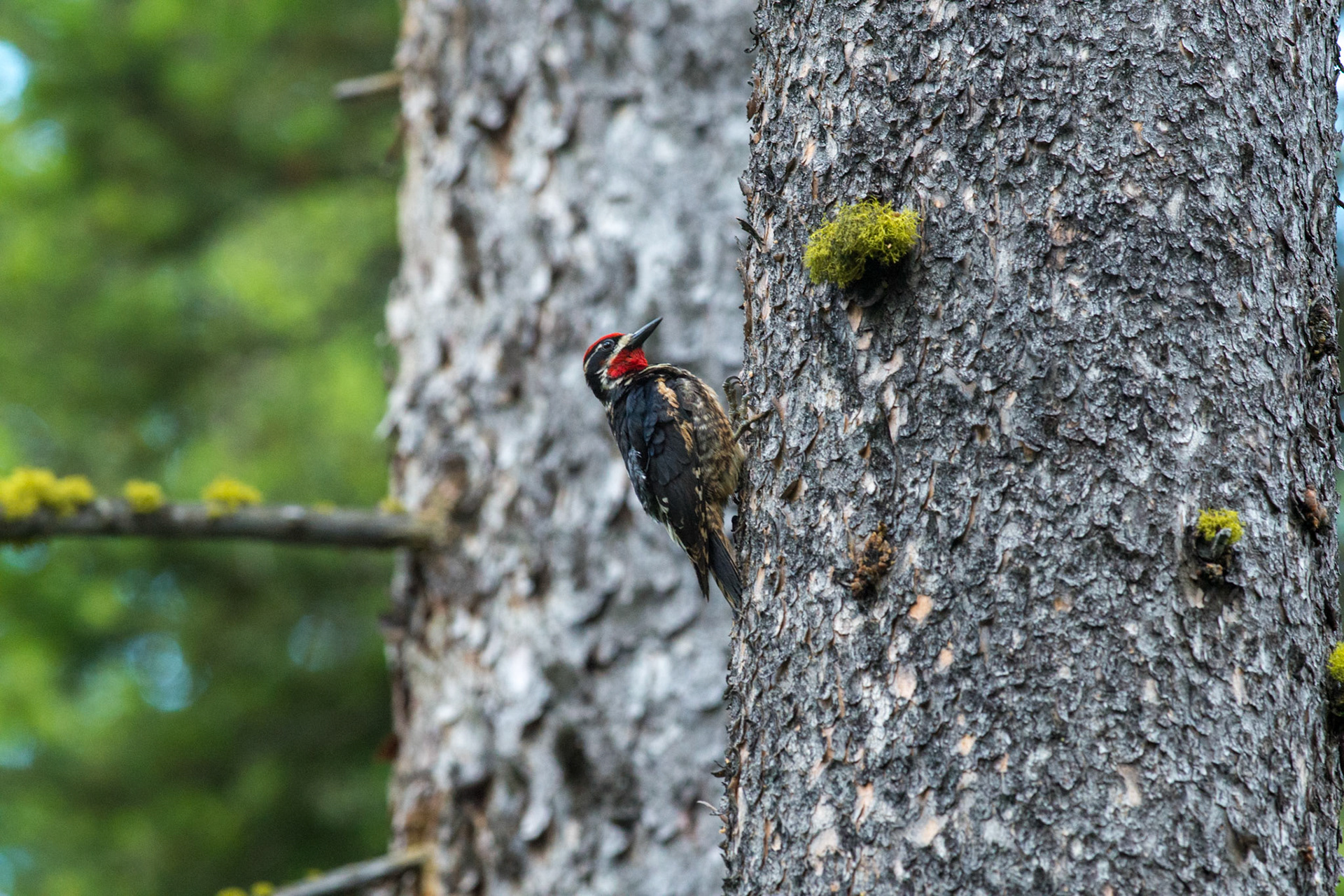 Yellow_belied Sapsucker