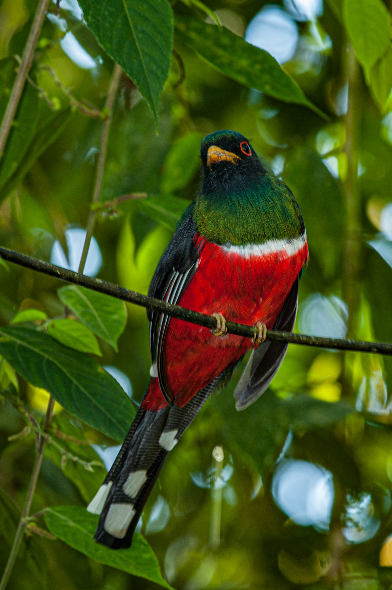 Masked Trogon